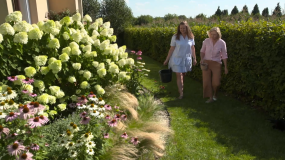 "Nowa Maja w ogrodzie": jak zbierać sadzonki i co zrobić, żeby na pewno się przyjęły?